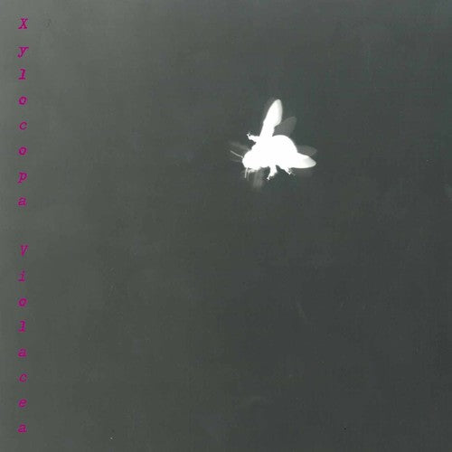the album cover for Barbara Maurer - Xylocopa Violacea