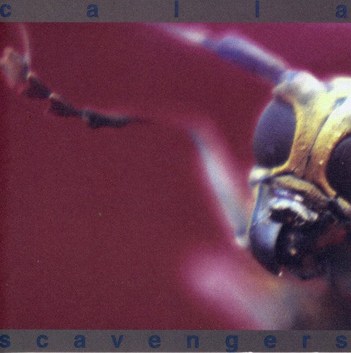the album cover for Calla - Scavengers