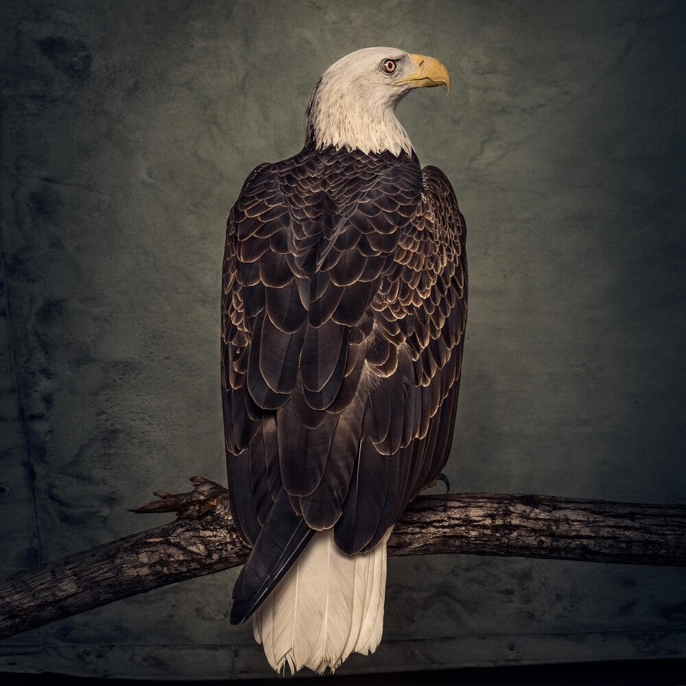 the album cover for Clutch - Book Of Bad Decisions