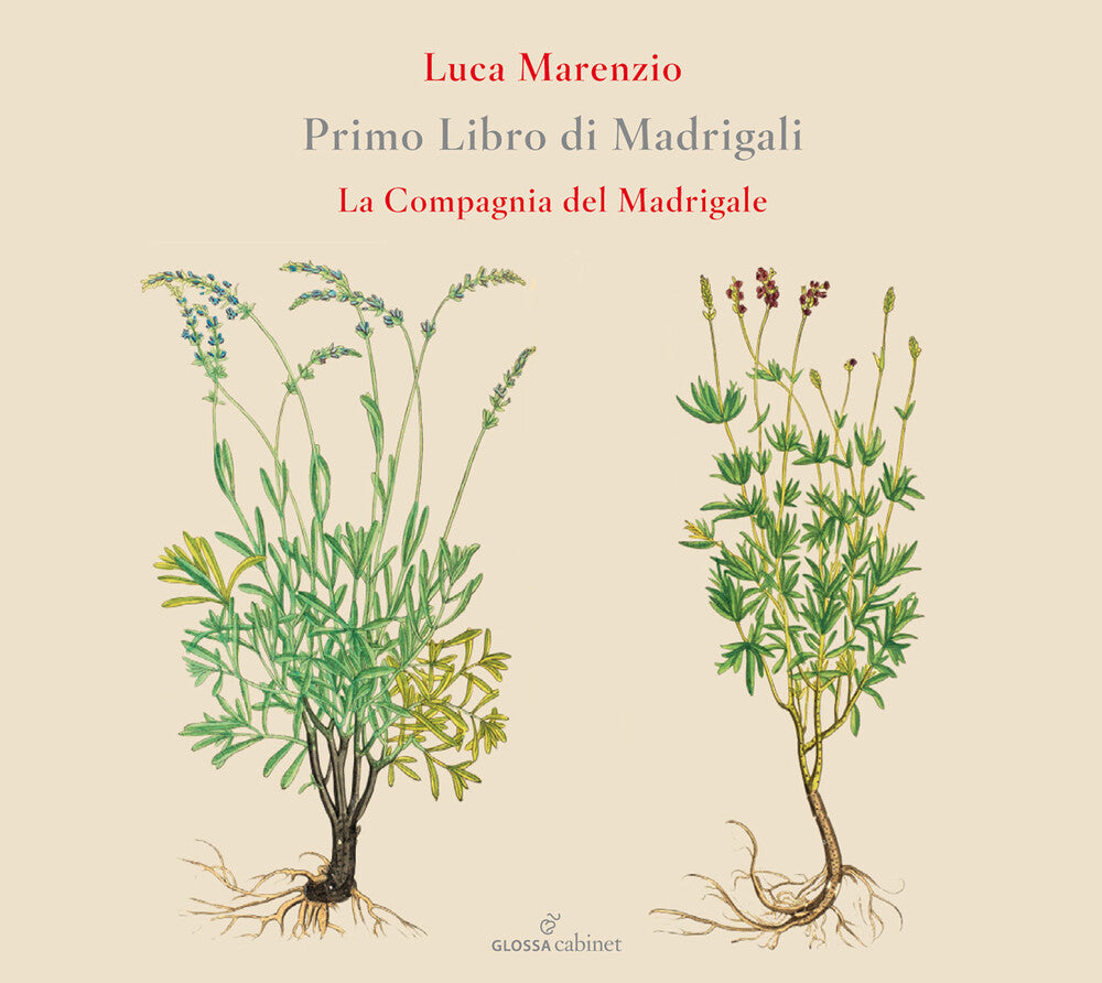 the album cover for Marenzio / Compagnia Del Madrigale - Primo Libro Di Madrigali
