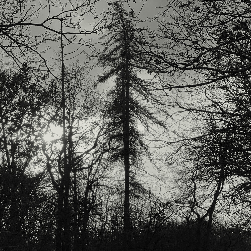 the album cover for Curse All Kings - Feral Earth