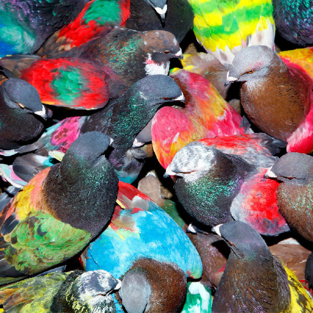 Pre-Order: Blawan - Sickelixir
