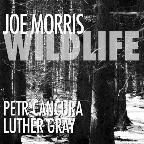 the album cover for Joe Morris Trio (Guitar) - Wildlife