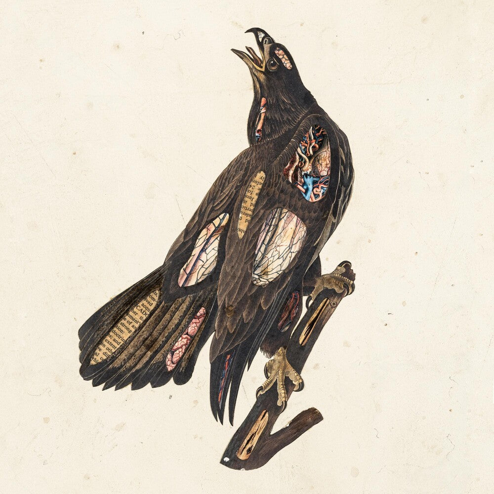 the album cover for Clutch - Book Of Bad Decisions [Limited Edition Picture Disc LP]