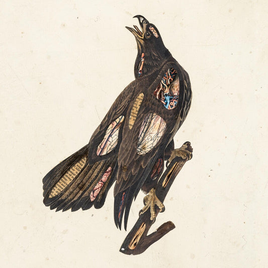 the album cover for Clutch - Book Of Bad Decisions [Limited Edition Picture Disc LP]