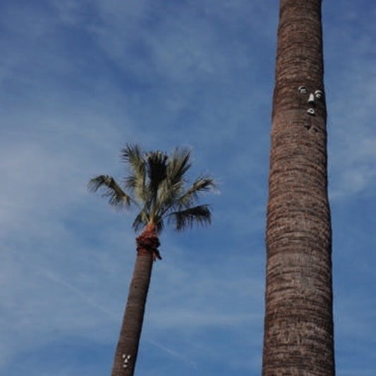 the album cover for So Stressed - Please Let Me Know