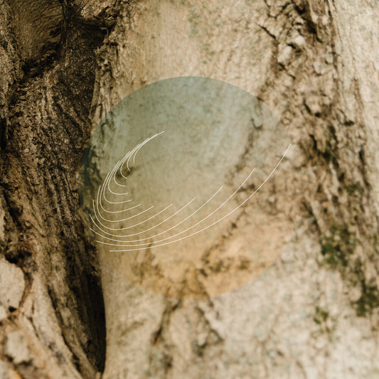 the album cover for Field Works - Maples Ash & Oaks: Cedars Instrumentals