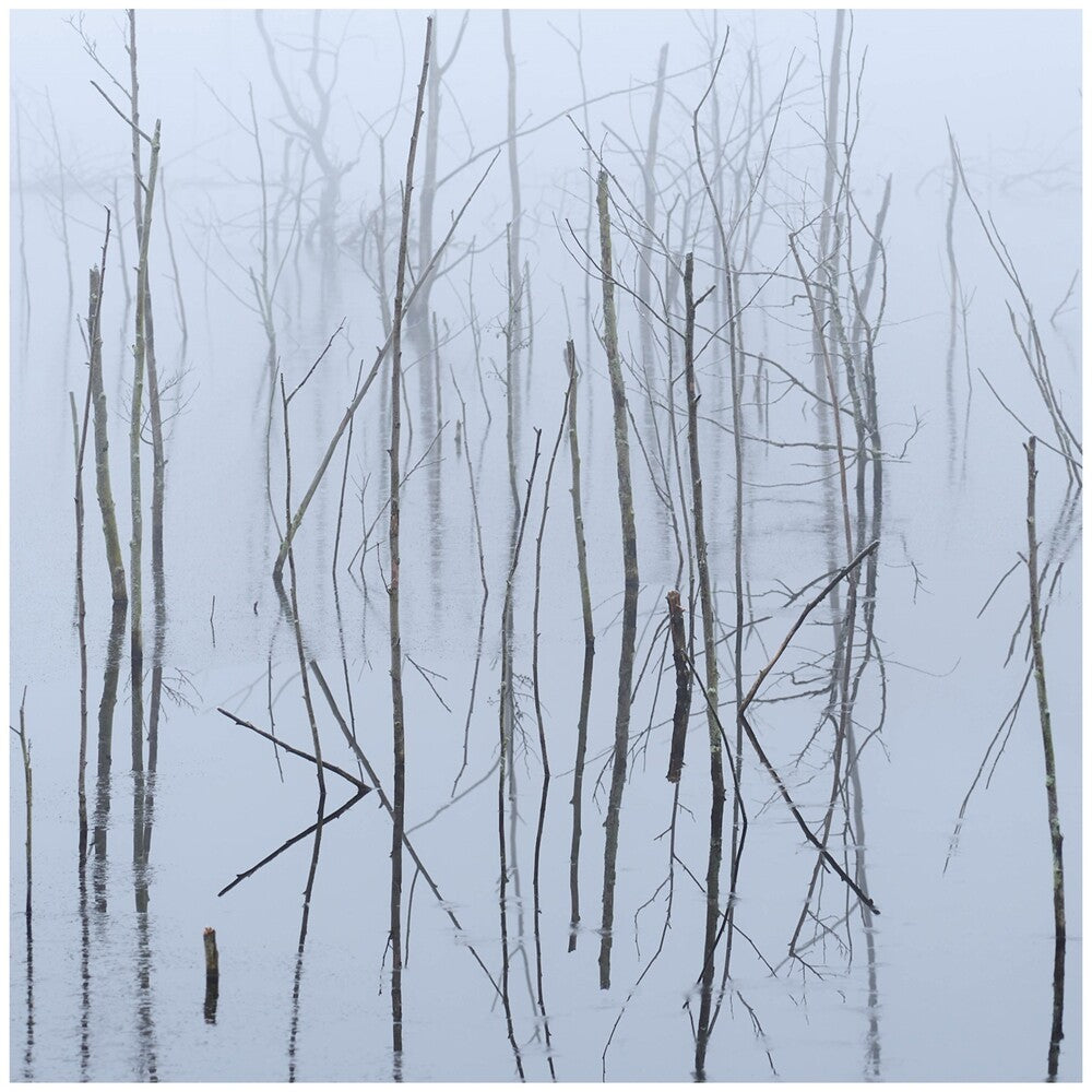 the album cover for Olhava - Frozen Bloom