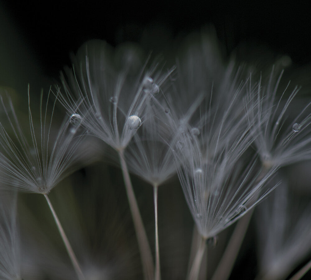 the album cover for Ian Boddy - Nevermore