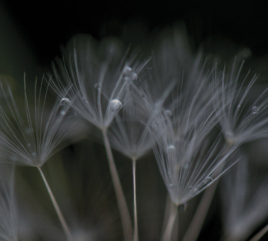 the album cover for Ian Boddy - Nevermore