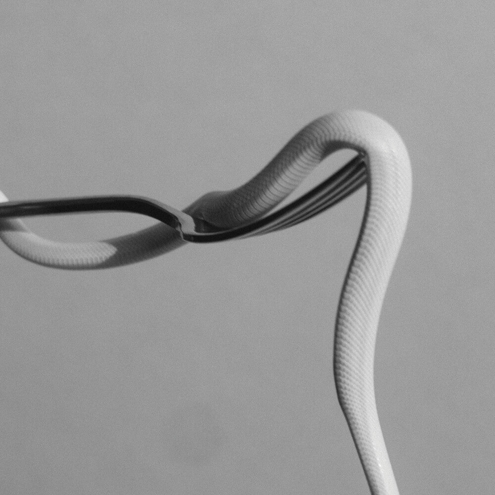 the album cover for Animals As Leaders - Parrhesia [Indie Exclusive Limited Edition Neon Orange LP]