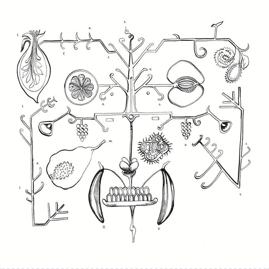 the album cover for Aa Tigre - Las Frutas Amarilla