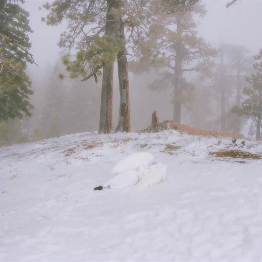 the album cover for Wisp - Pandora [Indie ExclusiveTranslucent Milky Clear 12inch EP]