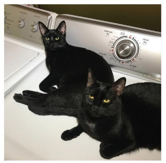 Sam Prekop - Sons Of [Colored Vinyl] (Trq) [Indie Exclusive] [Download Included]