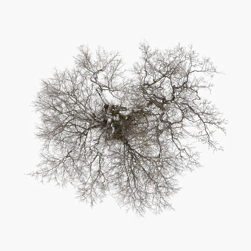 the album cover for John Metcalfe - Tree