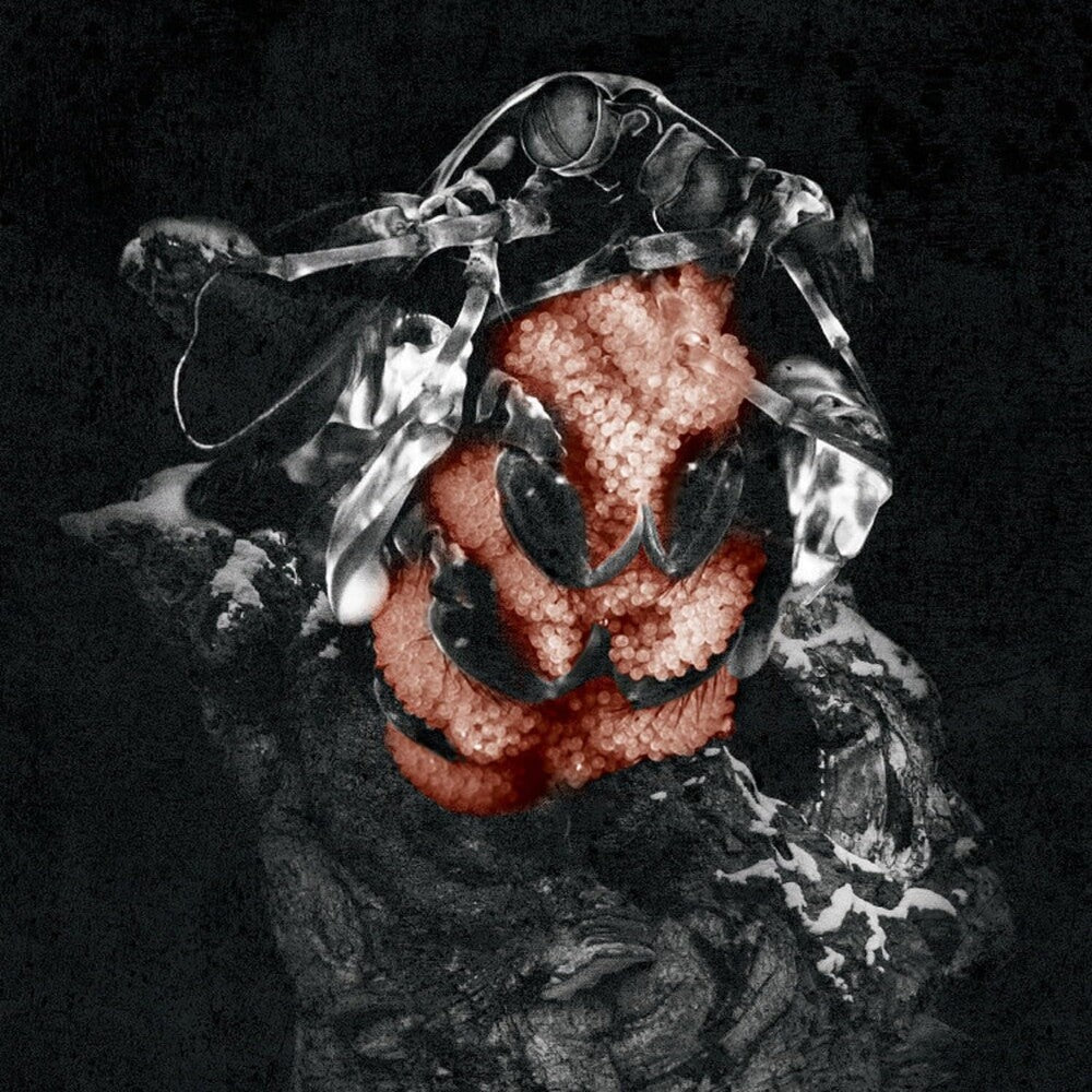 the album cover for My Lonely Sea - Gloom (Can)