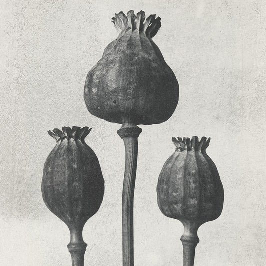 the album cover for Purgate - Transcend