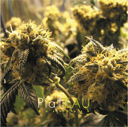 the album cover for Unknown Artist - Kushbush