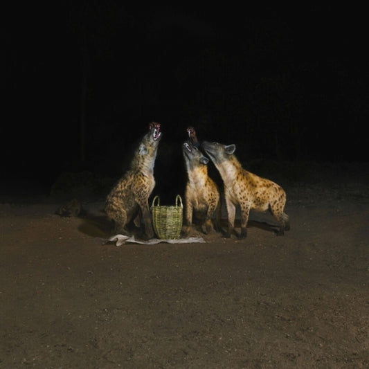 Years Of Denial - Suicide Disco [LP]