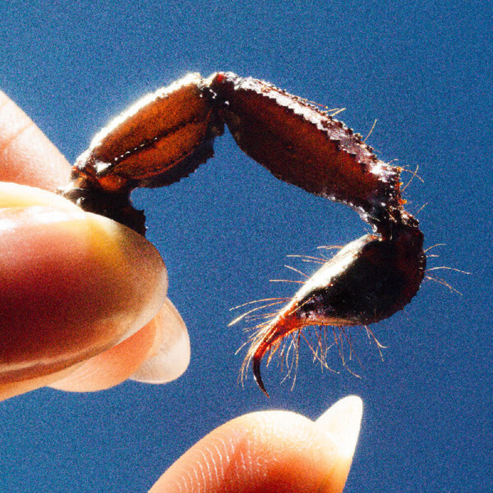 the album cover for Squid - Cowards [CD]