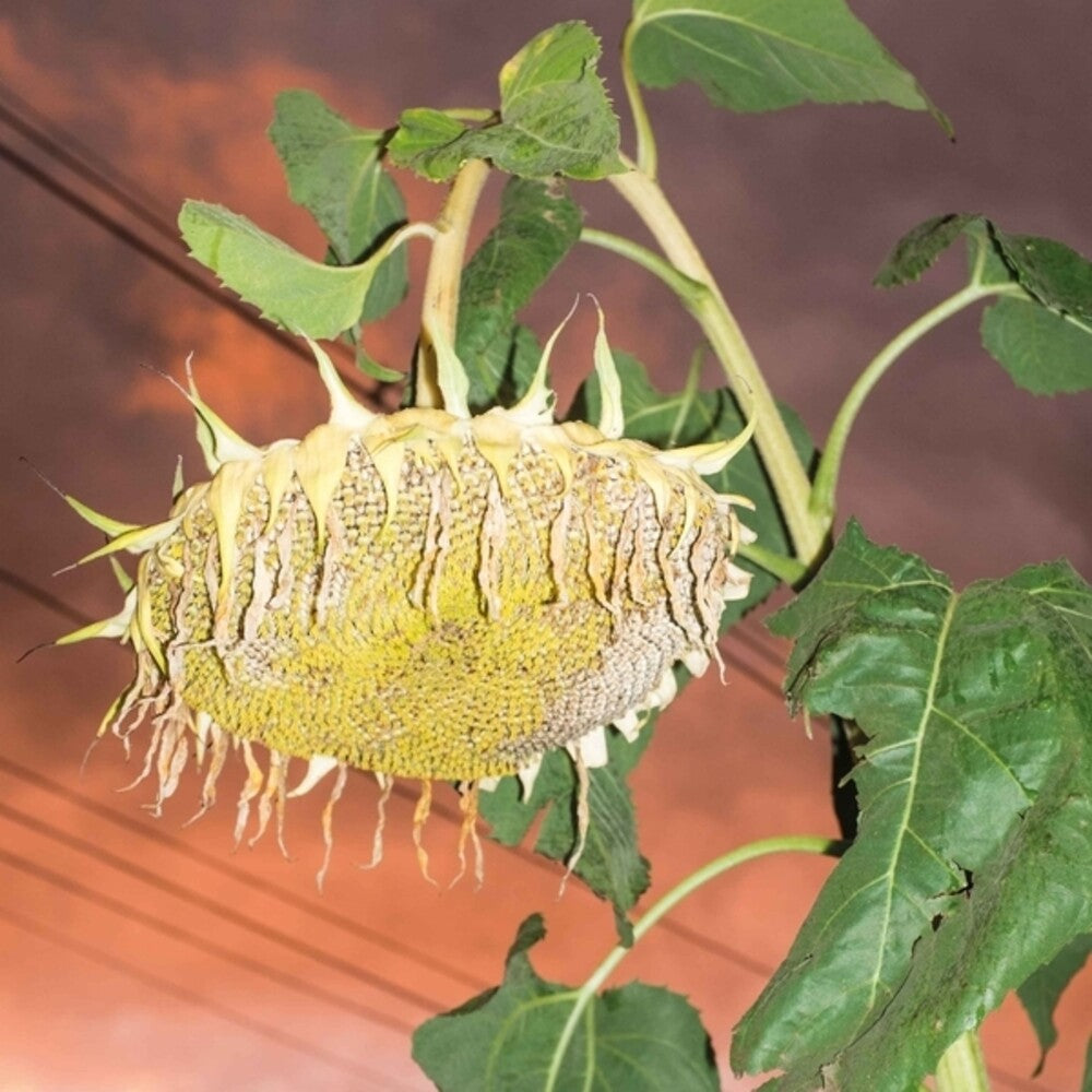 the album cover for Phatness - Fillerkiller