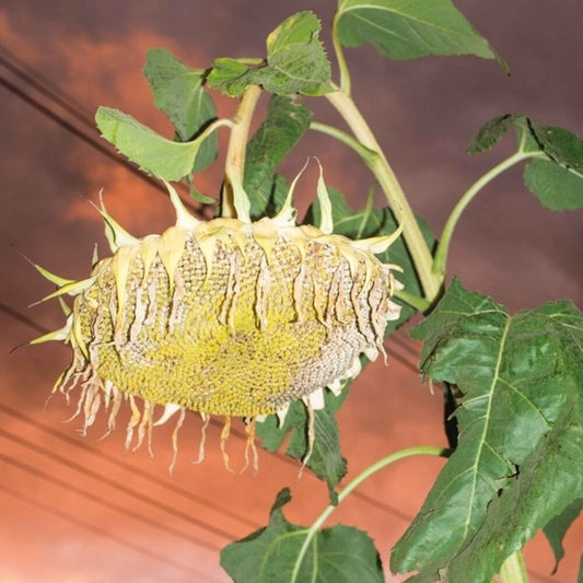 the album cover for Phatness - Fillerkiller