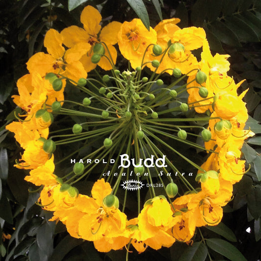Pre-Order: Harold Budd - Avalon Sutra (Bonus Cd) [Limited Edition]