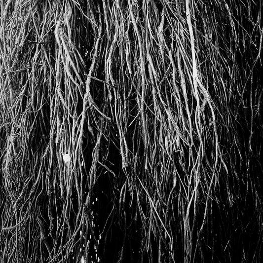 Pre-Order: Eraldo Bernocchi  / Cavalera,Iggor / Merzbow - Nocturnal Rainforest