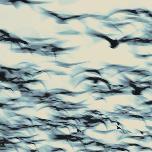 the album cover for Bellbird - Call