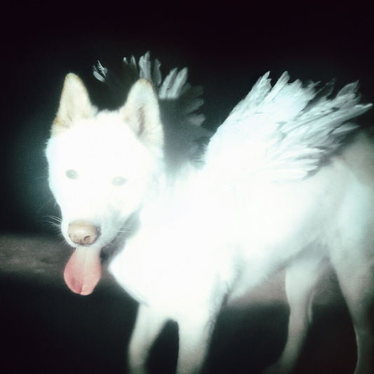 the album cover for Fat Dog - Cancel Me (I'm Tired)